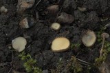 Tricharina ochroleuca image