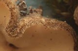Tricharina ochroleuca image