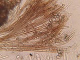 Tricharina ochroleuca image
