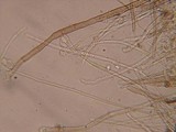 Tricharina ochroleuca image