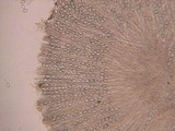 Tricharina ochroleuca image