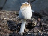 Coprinellus flocculosus image
