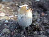 Coprinellus flocculosus image