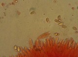 Mycena amicta image