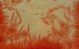 Mycena amicta image