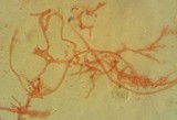 Mycena amicta image