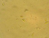 Flammulina elastica image