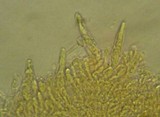 Flammulina elastica image