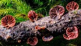 Anthracophyllum archeri image