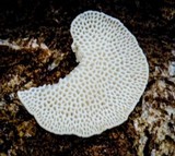 Panellus pusillus image