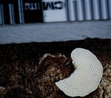 Panellus pusillus image