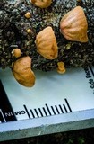 Anthracophyllum archeri image