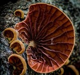 Anthracophyllum archeri image