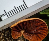 Anthracophyllum archeri image