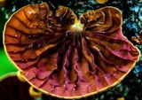 Anthracophyllum archeri image