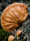 Anthracophyllum archeri image