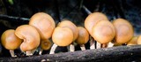 Kuehneromyces mutabilis image