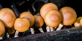 Kuehneromyces mutabilis image