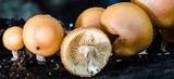 Kuehneromyces mutabilis image