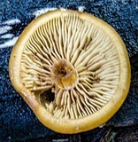 Kuehneromyces mutabilis image