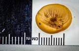 Kuehneromyces mutabilis image