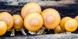 Kuehneromyces mutabilis image
