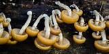 Kuehneromyces mutabilis image