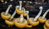 Kuehneromyces mutabilis image