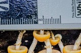 Kuehneromyces mutabilis image