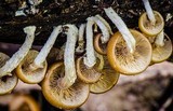 Kuehneromyces mutabilis image