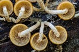 Kuehneromyces mutabilis image