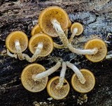 Kuehneromyces mutabilis image
