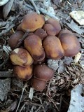 Psathyrella piluliformis image