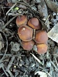 Psathyrella piluliformis image