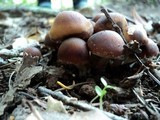 Psathyrella piluliformis image