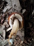 Psathyrella piluliformis image