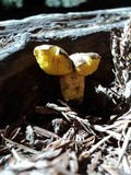Phylloporus arenicola image