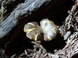 Phylloporus arenicola image