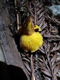 Phylloporus arenicola image