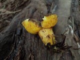 Phylloporus arenicola image