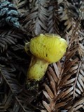 Phylloporus arenicola image