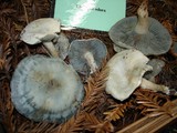 Clitocybe odora var. pacifica image