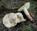 Amanita aprica image