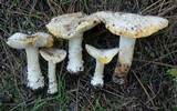 Amanita aprica image