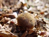Elaphomyces muricatus image