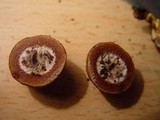 Elaphomyces muricatus image
