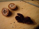 Elaphomyces muricatus image