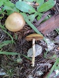 Agrocybe acericola image