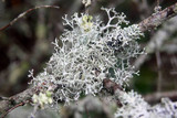 Pseudevernia cladonia image