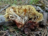 Ramaria vinosimaculans image